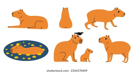 Set of funny capybaras. Capybara figures with oranges and the bird. Cute capybaras walk and relax. South American animals stickers. Vector flat illustration isolated on white background.