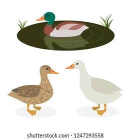 Set of funny cute duck standing an swimming in  the pond