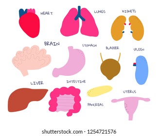 Set of funny human internal organs. Kids simple graphic. Vector hand drawn illustration.