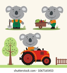 Set of funny koala farmer is working on farm: with shovel, wheelbarrow with vegetables, in tractor. 