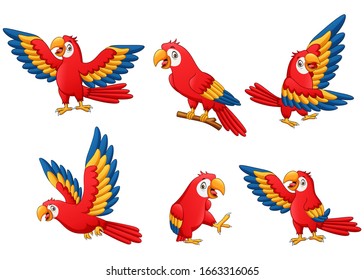 Set of funny parrot cartoon. Vector illustration