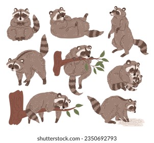 Set of funny plump raccoons in different poses flat style, vector illustration isolated on white background. Decorative design elements collection, playing, sleeping, hugging and lazying animals