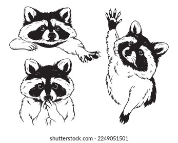 Conjunto de racoons divertidos. Colección de mapaches estilizados. Ilustración vectorial en un fondo blanco. Tatuaje también. 