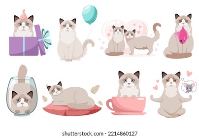 A set of funny ragdoll cats on a white background. Pets. Cartoon design.
