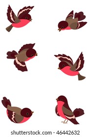 Set funny robin birds, vector illustration, object isolated