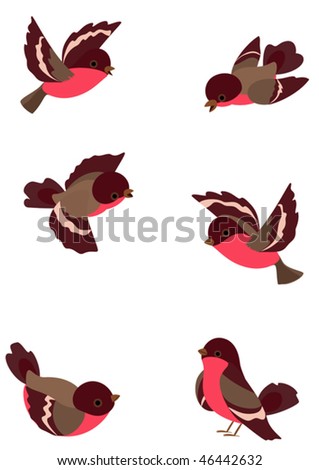 Set funny robin birds, vector illustration, object isolated