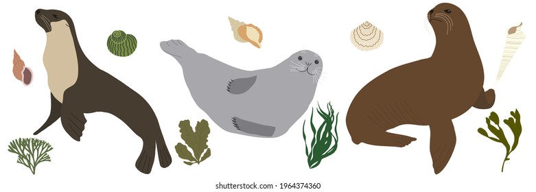 Set of fur seals. Vector illustration.