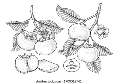 Set of fuyu persimmon fruit hand drawn elements botanical illustration