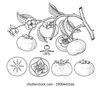 Set of fuyu persimmon fruit hand drawn elements botanical illustration