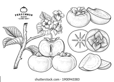 Set of fuyu persimmon fruit hand drawn elements botanical illustration