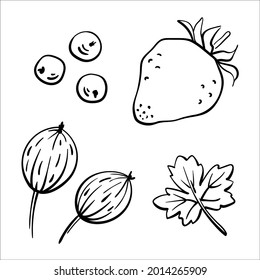 Set of garden berries. Black line sketch collection of fruits and berries isolated on white background. Doodle hand drawn fruits. Vector illustration
