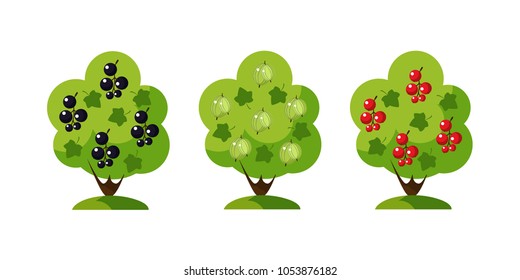 A set of garden bushes, flat design. Black currant bush, red currant bush and bush of gooseberry. Vector EPS10