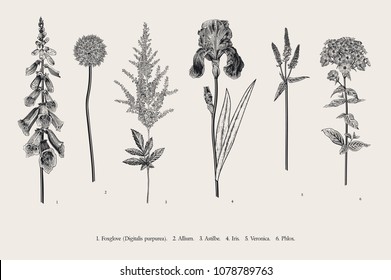 Set garden flowers. Classical botanical illustration. Foxglove, Allium, Astilbe, Iris, Veronica, Phlox. Black and white