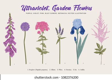 Set Garden Flowers. Classical botanical vector illustration. Blue, violet, pink, purple flowers. 