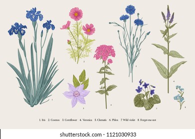 Set garden flowers. Classical botanical illustration. Blue, violet, pink, purple flowers