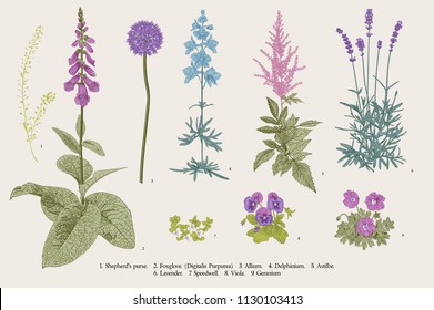 Set garden flowers. Classical botanical illustration. Blue, violet, pink, purple flowers