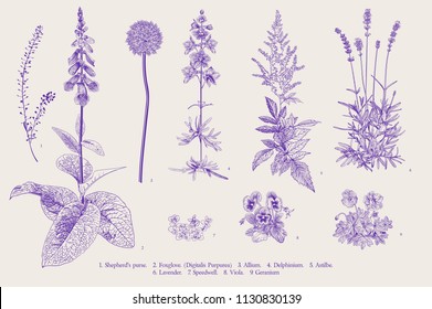 Set garden flowers. Classical botanical illustration. Ultraviolet