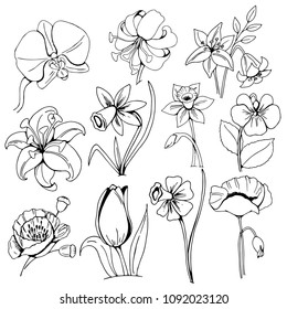 a set of garden flowers, individual design elements, black and white sketches on a white background, hand drawing, vector illustration