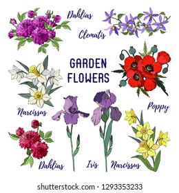 Set of garden flowers isolated on white background, bouquets of irises, dahlias, clematis, narcissus and red poppy. Vector illustration