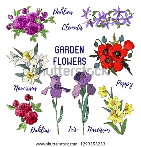 Set of garden flowers isolated on white background, bouquets of irises, dahlias, clematis, narcissus and red poppy. Vector illustration