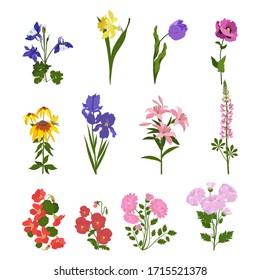 Set of garden flowers on a white isolated background. For decorating cards, invitations, web design.