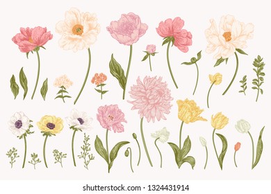 Set with garden flowers. Pastel colors. Botanical vector illustration.