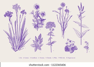 Set garden flowers. Vintage classical botanical illustration. Ultraviolet