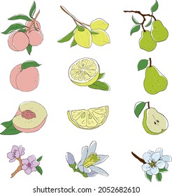 a set of garden fruits in different angles