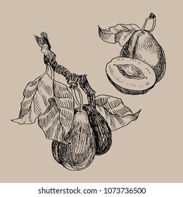 Set of garden fruits engraving style. Isolated on background. Retro style hand drawn illustration. Vintage plum branch. Vector design