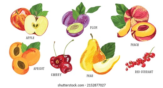 Set of garden fruits, red apples and currant, plums peach pear apricot cherry, hand drawn vector illustration
