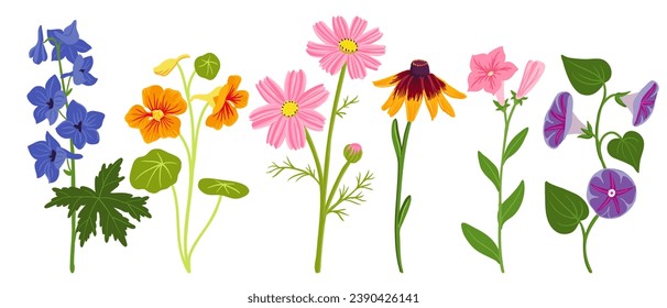 set of garden plants, vector drawing flowers at white background, larkspur, nasturtium, cosmos, coneflower, petunia and morning glory, hand drawn botanical illustration