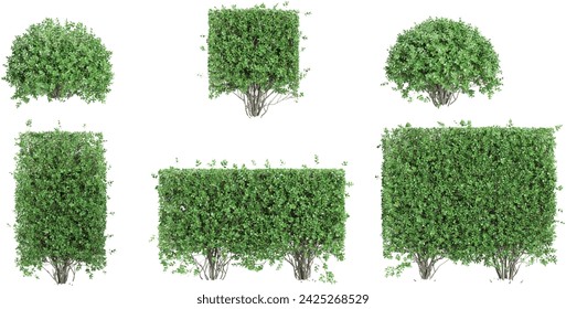 Conjunto de árboles privados de jardín sobre fondo transparente, renderizado 3D