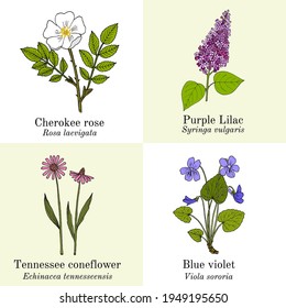 Set of garden and wild flowers. Hand drawn botanical vector illustration