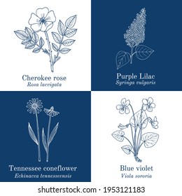 Set of garden and wild flowers. Hand drawn botanical vector illustration
