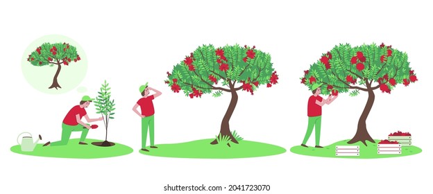 Set with a gardener growing a pomegranate tree. Blooming pomegranate. The pomegranate crop on the branches of the tree is cut with scissors. Flat vector illustration.