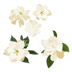 Set Of Gardenia Flower Isolated On White Background. Vector Illustration.