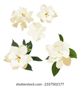 Set of Gardenia flower isolated on white background. vector illustration.