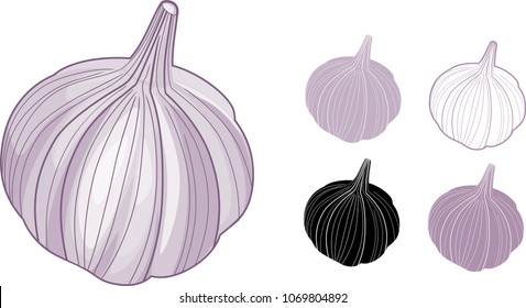 Set of Garlic bulbs on white background