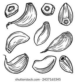 Set garlic cloves sketch. Spicy vegetable ingredient. Slices, cut. Hand drawn vector illustration.