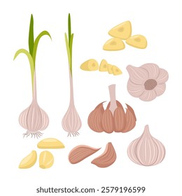 Set of garlic collection kit with whole, sliced garlic and peeled cloves, garlic plant, slice, clove, bulb, sprouts, isolated on white background, flat vector illustration.