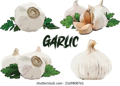 Set of Garlic collection with leaf