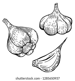 Set of garlic illustrations. Design element for poster, banner, menu, sign. Vector illustration