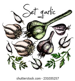 Set of garlic. Illustrations. Vector. Hand drawing.