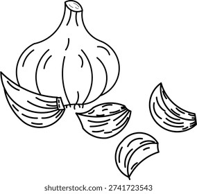 set of garlic isolated, vektor of garlic illustration, hand drawn outline illustration of garlic.
