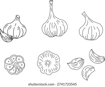 set of garlic isolated, vektor of garlic illustration, hand drawn outline illustration of garlic.
