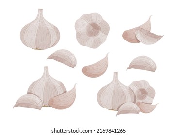 Set of Garlic with leaves Design elements. watercolour style vector illustration.	