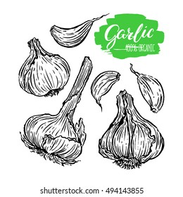 set of Garlic on a white background. hand-drawn illustration