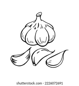 Conjunto de esquema de ajo. Ilustración vectorial dibujada a mano. Producto del mercado agrícola, verdura aislada, ramo de ajo grabado.