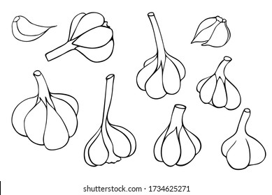 Set of Garlic Vector illustration, hand drawn with ink, doodle with thin lines.  Whole heads and clove garlic from different points of view, medical plant, natural antioxidant