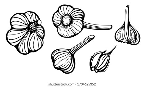 Set of Garlic Vector illustration, hand drawn with ink, artistic stylization of whole heads  and clove garlic from different points of view, medical plant, natural antioxidant